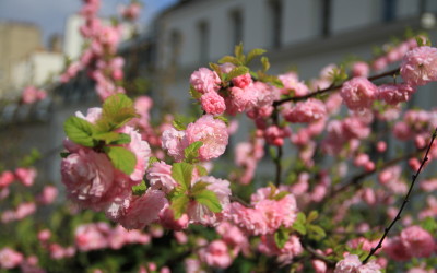 Paris in Springtime